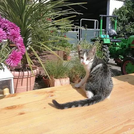 Zurueck Zur - Urlaub Im Zirkuswagen, Sommeratelier Oder Schindelwagen Apartment *