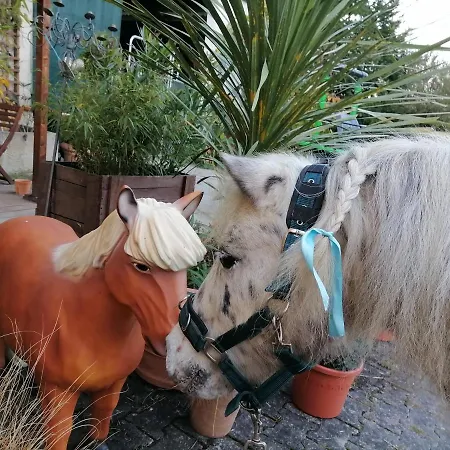 Zurueck Zur - Urlaub Im Zirkuswagen, Sommeratelier Oder Schindelwagen Apartment Adenbach