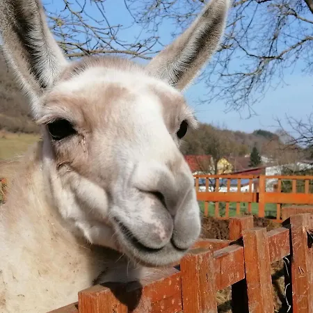Zurueck Zur - Urlaub Im Zirkuswagen, Sommeratelier Oder Schindelwagen *
