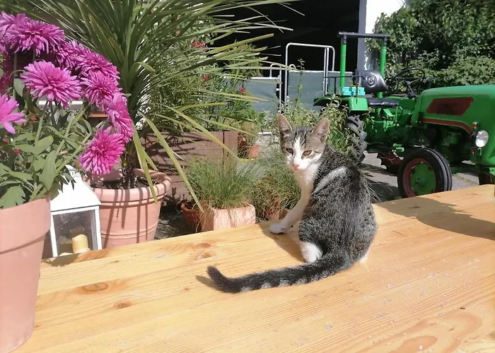 Zurueck Zur - Urlaub Im Zirkuswagen, Sommeratelier Oder Schindelwagen Апартаменты *