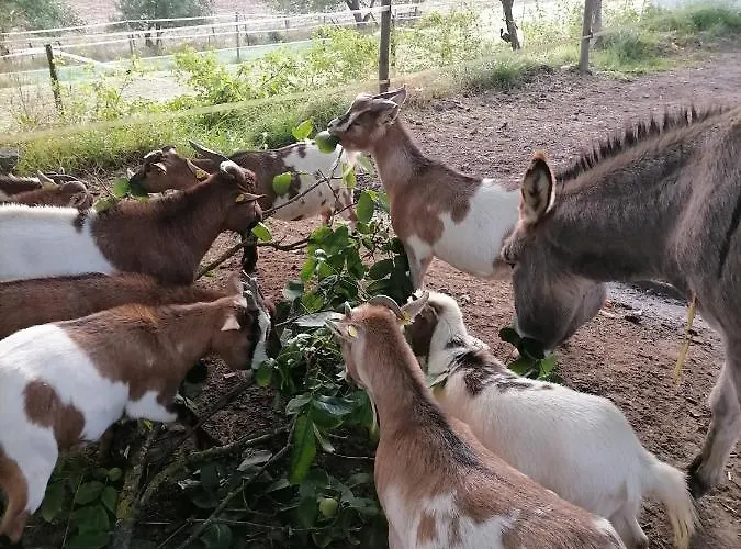 Lägenhet Zurueck Zur - Urlaub Im Zirkuswagen, Sommeratelier Oder Schindelwagen