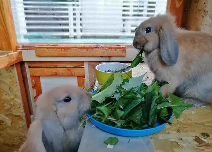 Lägenhet Zurueck Zur - Urlaub Im Zirkuswagen, Sommeratelier Oder Schindelwagen *
