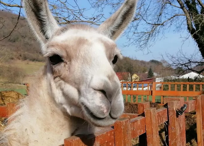 Zurueck Zur - Urlaub Im Zirkuswagen, Sommeratelier Oder Schindelwagen *